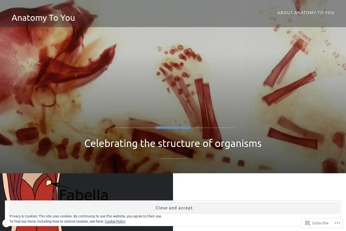 Anatomy To You