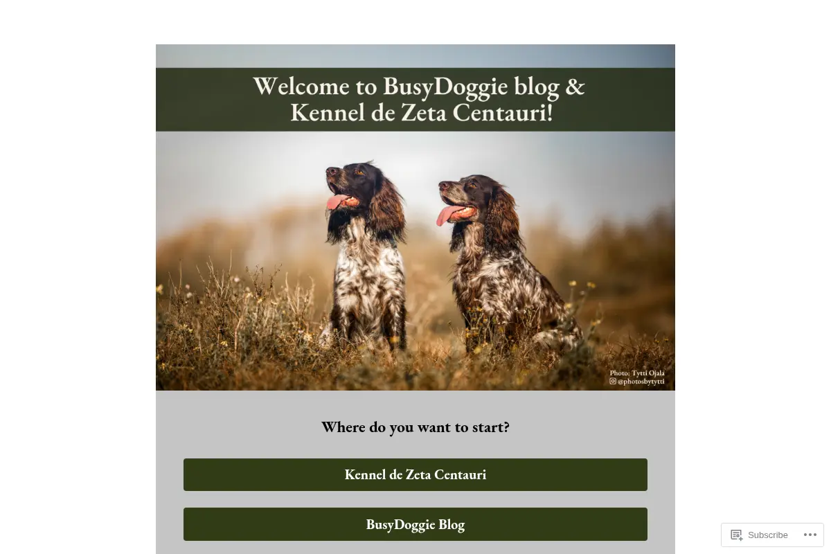 BusyDoggie – life with active canine minds