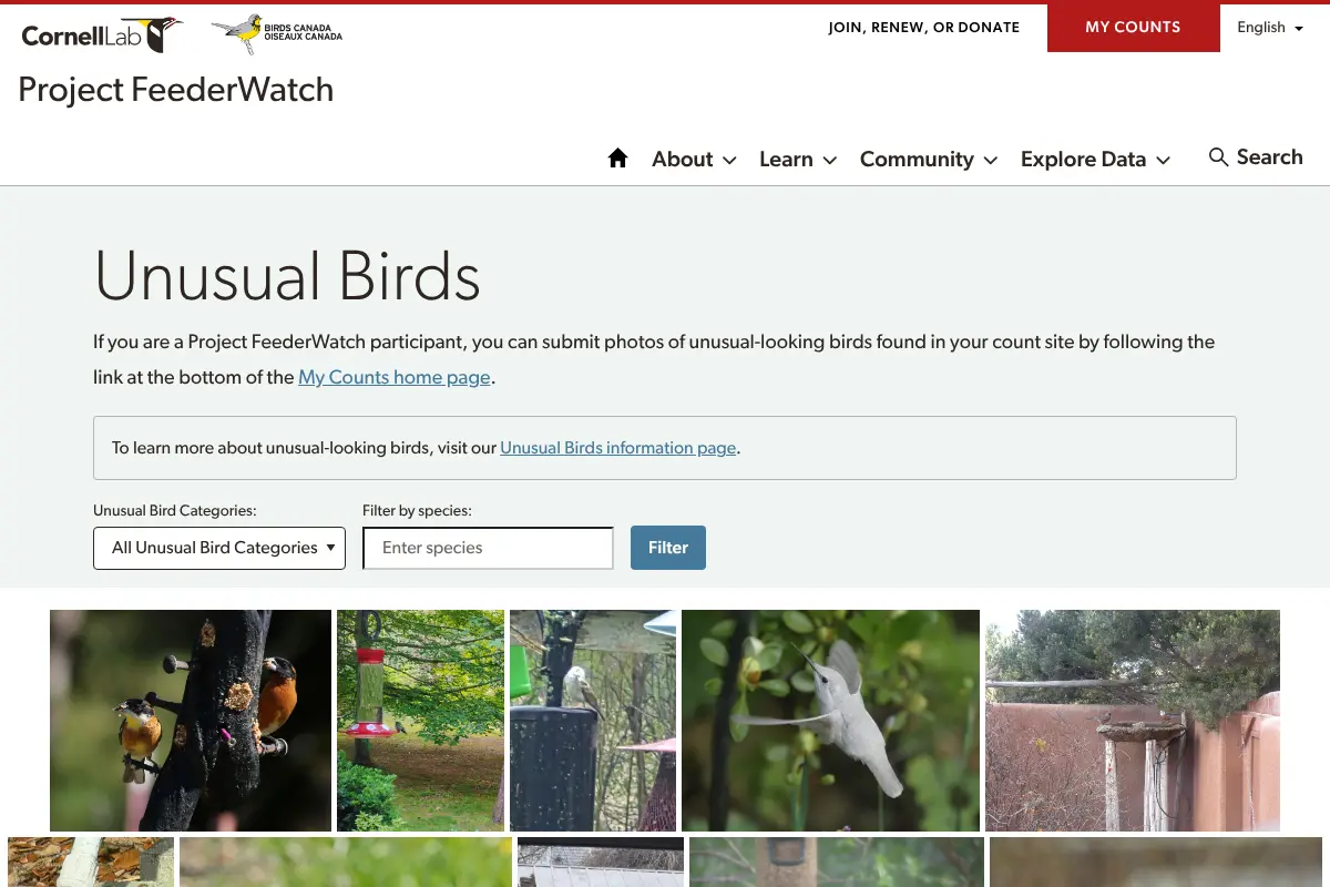 Unusual Birds Archive - Project FeederWatch