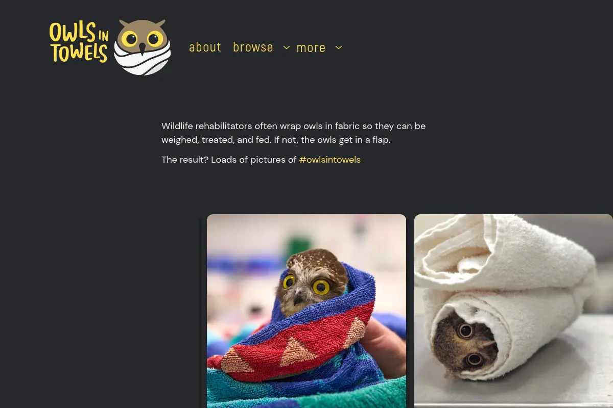 Owls in Towels