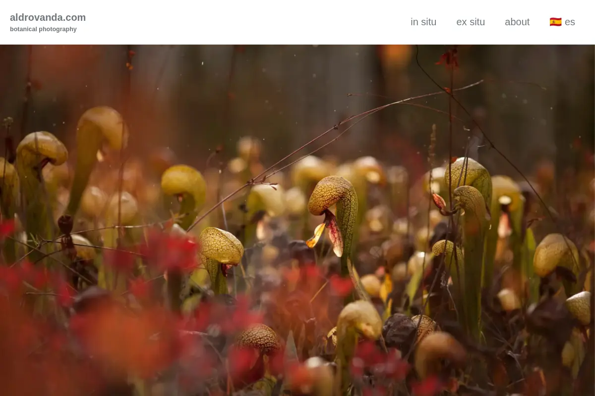 Aldrovanda - Carnivorous Plants Photography
