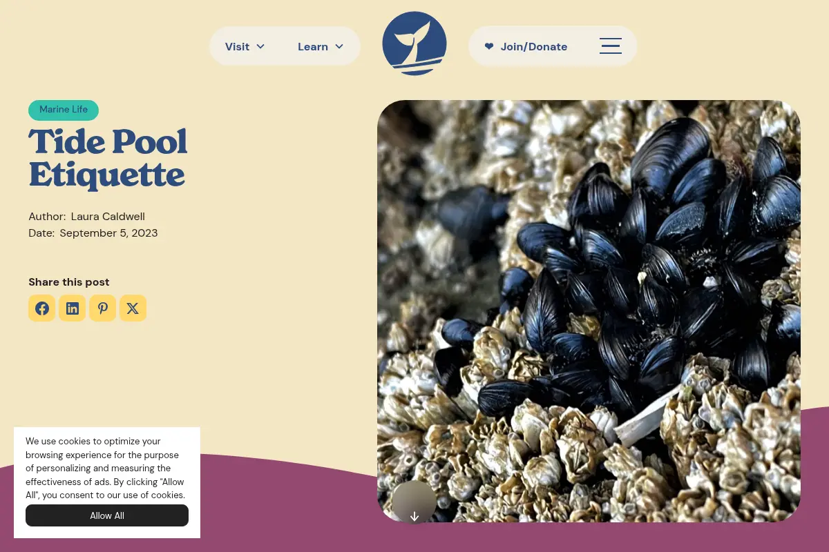 Tide Pool Etiquette – Coastal Interpretive Center
