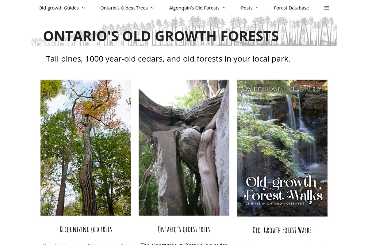 Ontario's old growth forests